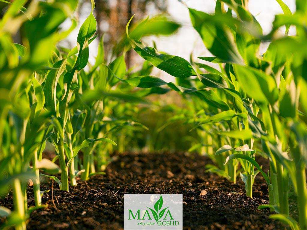 کود کلاته مایا رشد باعث بهبود عملکرد و کیفیت کلی محصولات در صنعت کشاورزی می شود.