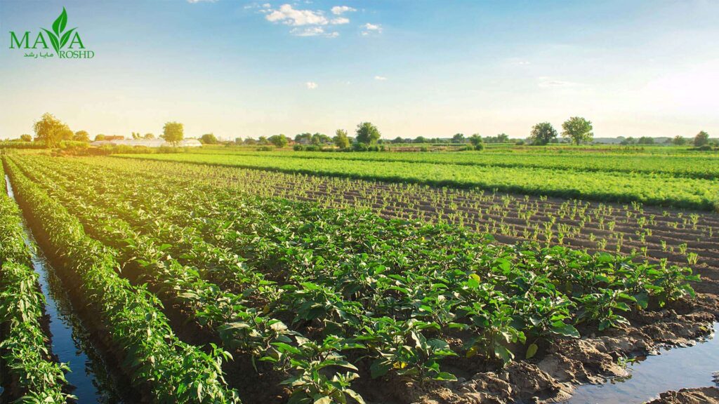 کود کلاته مایا رشد باعث بهبود عملکرد و کیفیت کلی محصولات در صنعت کشاورزی می شود.