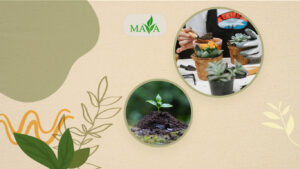 تاثیر استفاده از نسل جدید کودهای کلاته (کود کلات) مایا رشد در بهبود رشد گیاهان