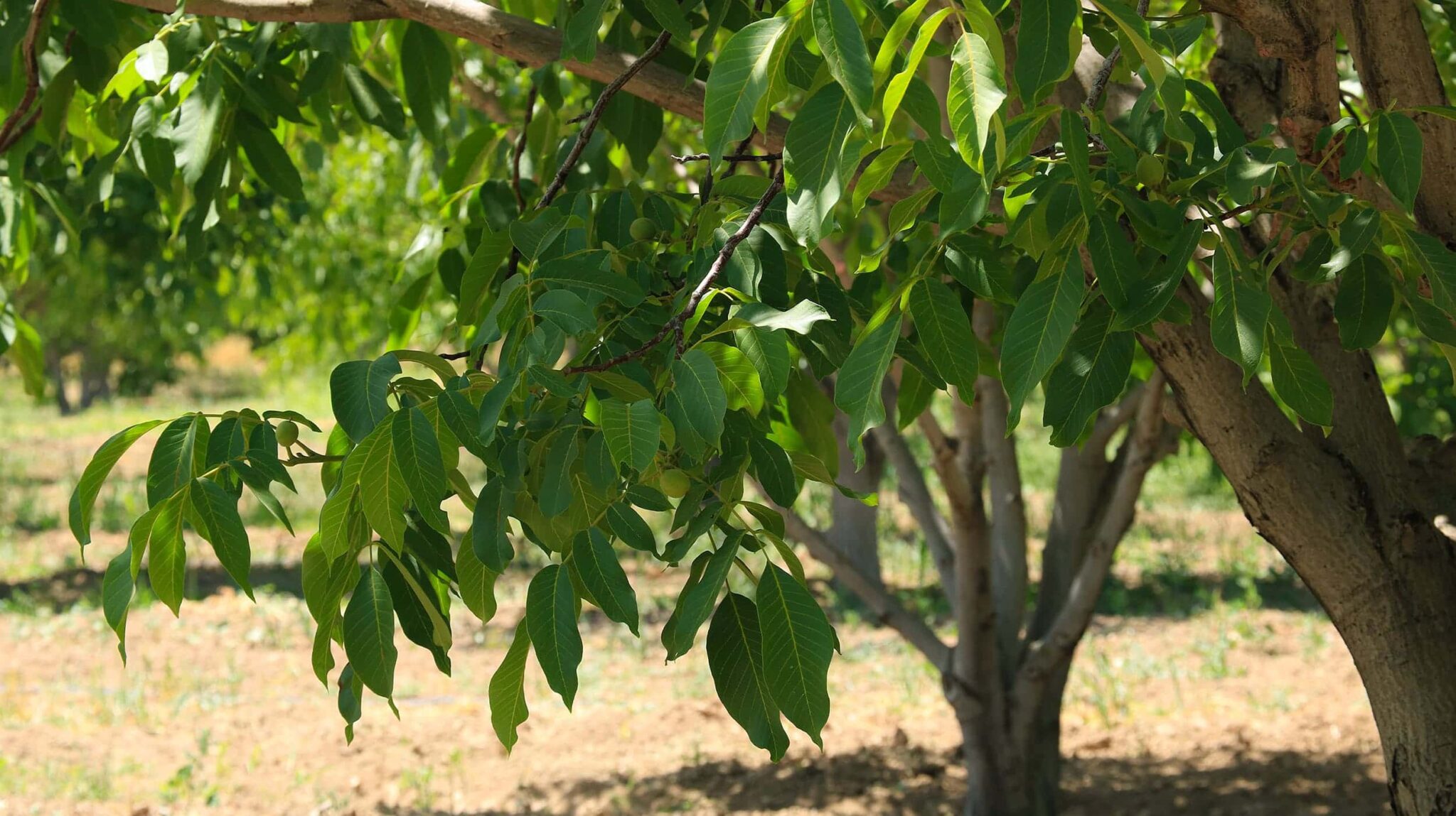 طرح آزمایش کود کلات آهن 6 درصد مایا رشد بر روی تغذیه درختان گردو