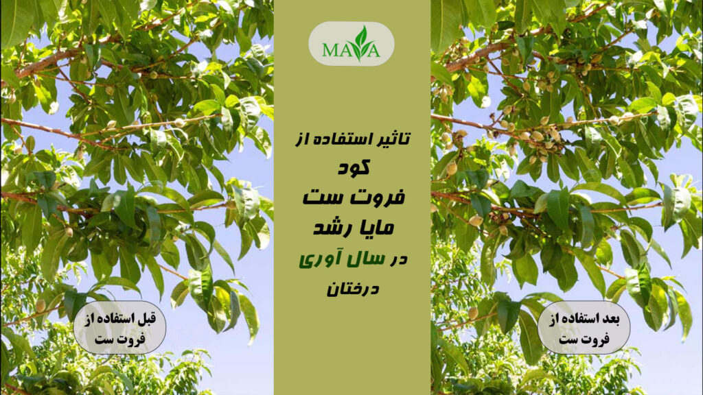 تاثیر استفاده از کود فروت ست مایا رشد در سال آوری درختان