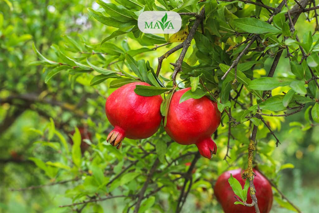 خرید آنلاین بهترین مارک کود فروت ست پودری جهت بهبود عملکرد و گلدهی درختان میوه،گردو و پسته