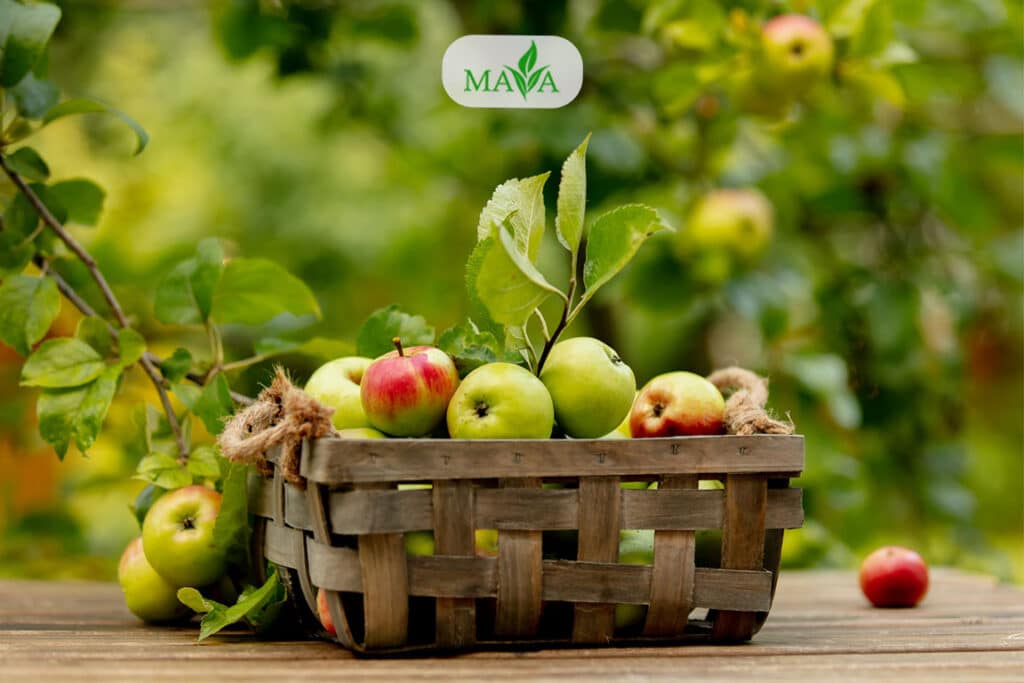 خرید آنلاین بهترین مارک کود فروت ست پودری جهت بهبود عملکرد و گلدهی درختان میوه،گردو و پسته