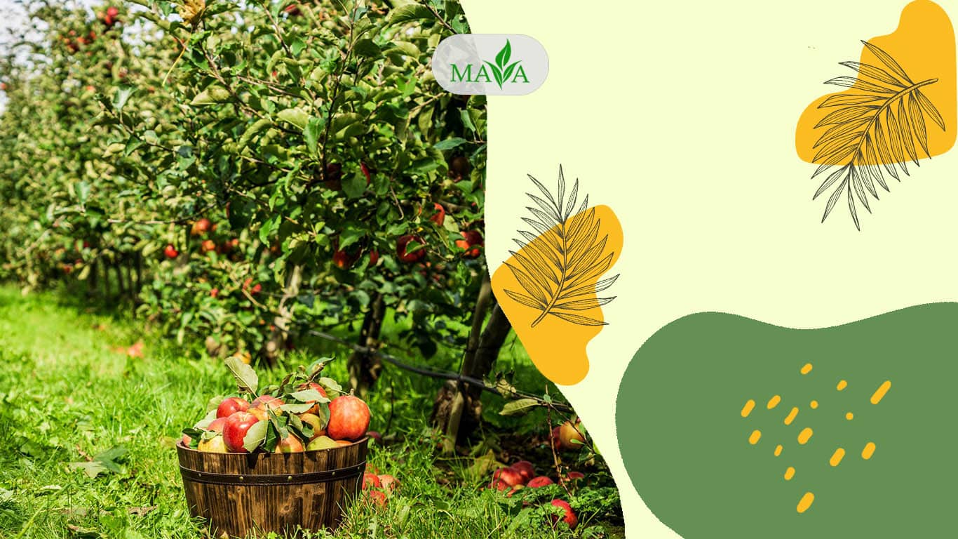 خرید آنلاین بهترین مارک کود فروت ست پودری جهت بهبود عملکرد و گلدهی درختان میوه ،گردو و پسته