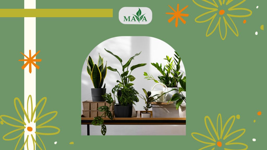 آشنایی با رایج ترین گیاهان آپارتمانی+عکس و 6 راز مهم برای نگهداری بهتر آنها