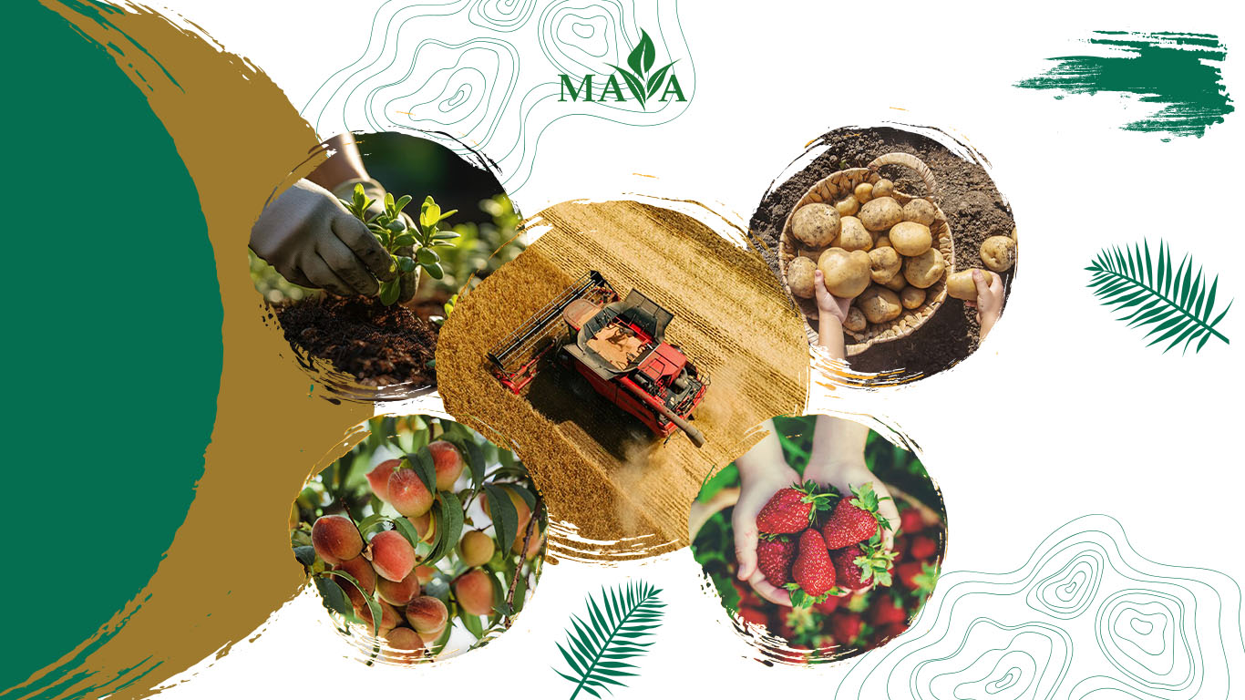 چالشها و فرصتها در تولید و مصرف رایج ترین محصولات کشاورزی