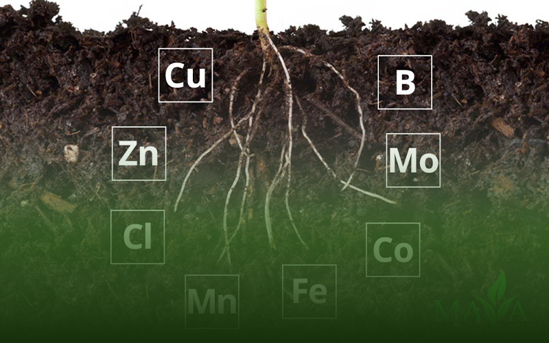 کلات ریزمغذی